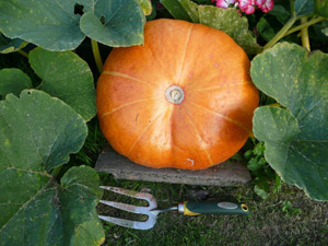 pumpkin with